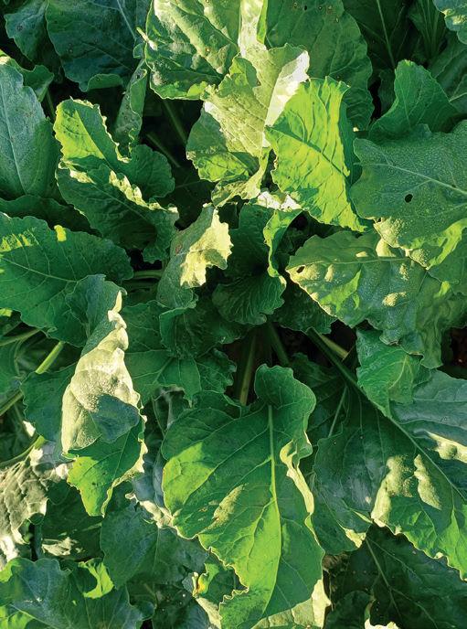 Amistar Gold w buraku - doświadczenie polowe - Tern 0,5l/ha + Produkt G 0,5l/ha + Cu 1,5l/ha