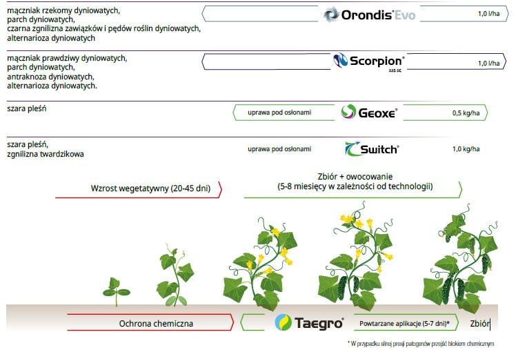 Ochrona ogórka preparatami firmy Syngenta