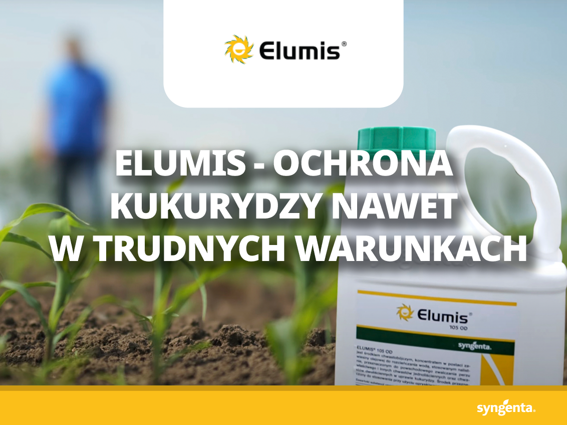 Ochrona kukurydzy nawet w trudnych warunkach