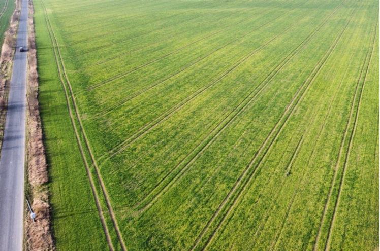 Plantacja porażona przez BYDVs