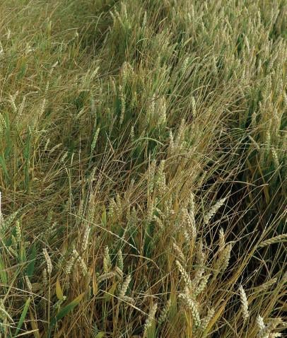 AVOXA® – Skuteczność na najwyższym poziomie - kontrola 2