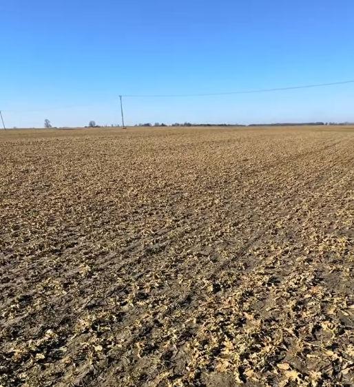 Idzie wiosna – rzepak potrzebuje wsparcia - Pole