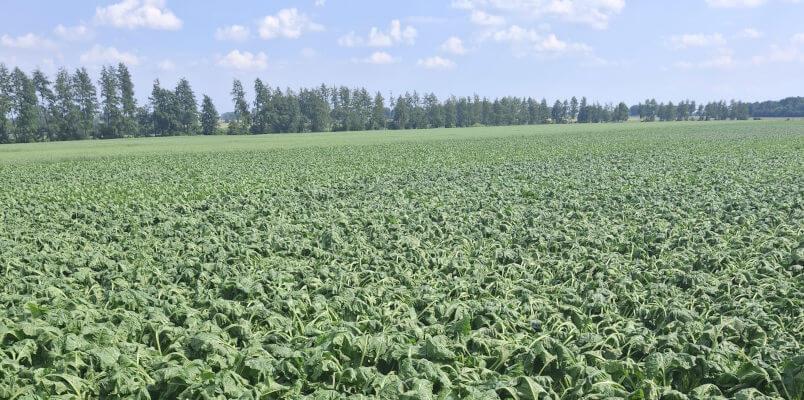Stan plantacji buraka – kiedy pojawi się chwościk - pole 1