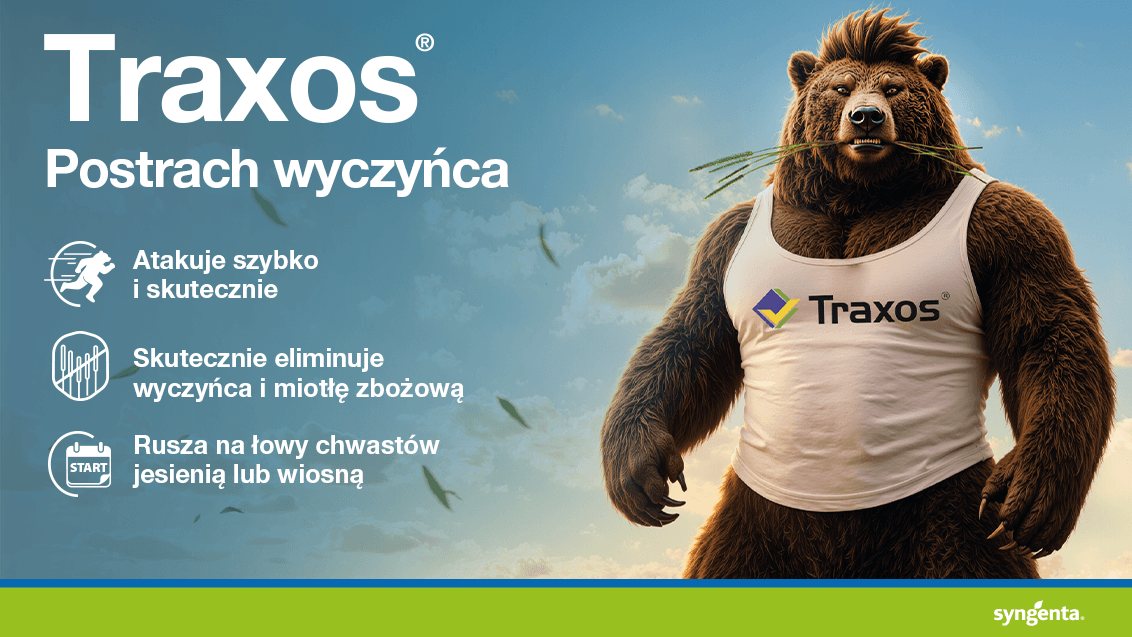 Reklama Traxos: niedźwiedź w koszulce, tekst o postrachu owcy na tle nieba