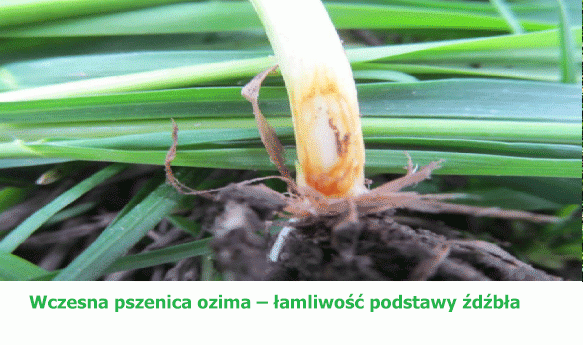 Wczesna pszenica ozima - łamliwość podstawy źdźbła