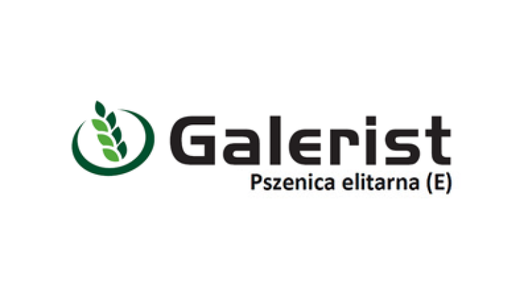 Pszenica elitarna Galerist