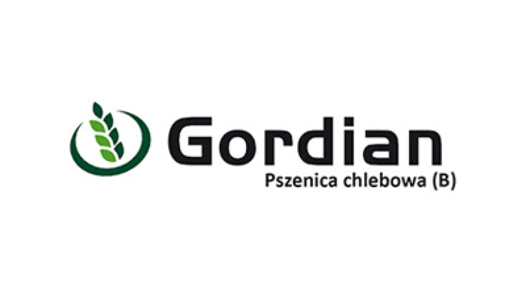 Pszenica chlebowa Gordian
