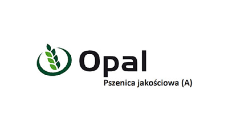 Pszenica jakościowa Opal
