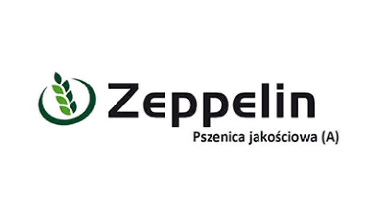 Pszenica jakościowa Zeppelin