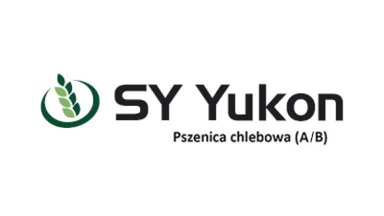 Pszenica chlebowa (A/B) SY Yukon
