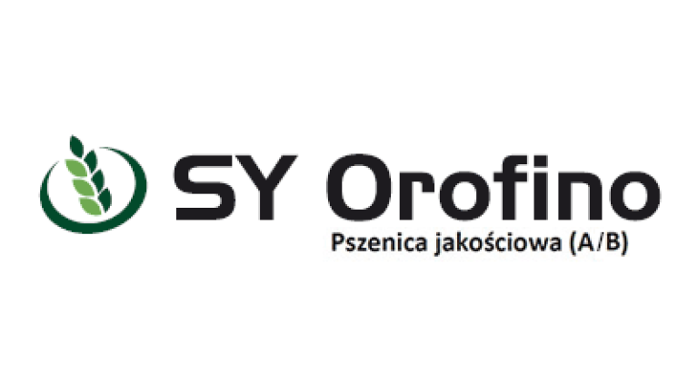 Pszenica jakościowa SY Orofino