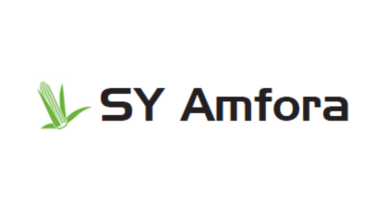 Kukurydza SY Amfora - odmiana na kiszonkę