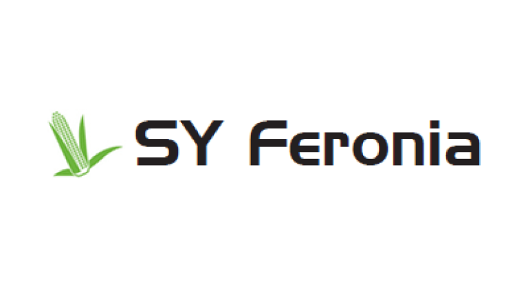 Kukurydza SY Feronia - odmiana na kiszonkę