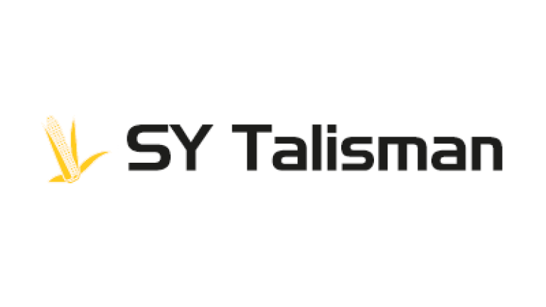 Kukurydza SY Talisman odmiana na ziarno