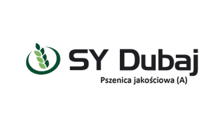 Pszenica jakościowa (A) SY Dubaj