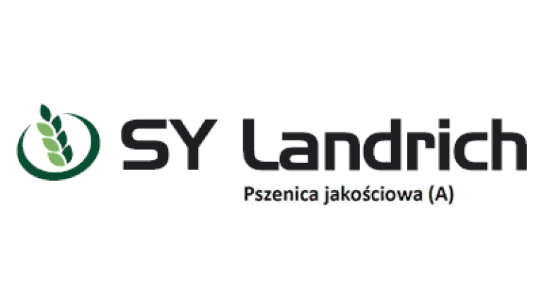 Pszenica jakościowa (A) SY Landrich