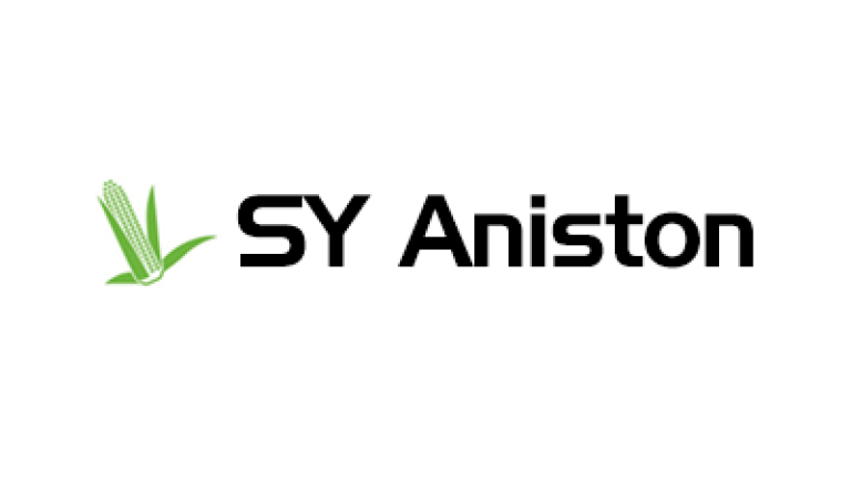 Kiszonka kukurydzy SY Aniston