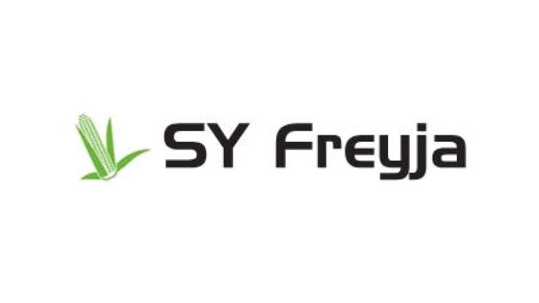 Kiszonka kukurydzy SY Freyja